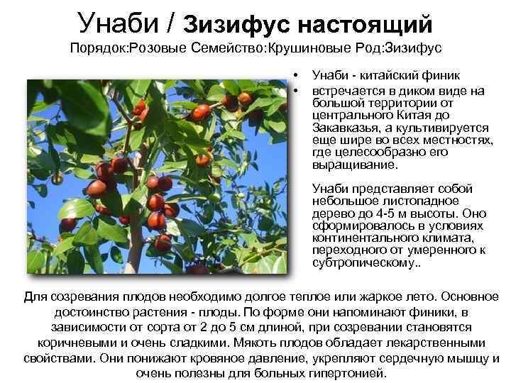   Унаби / Зизифус настоящий   Порядок: Розовые Семейство: Крушиновые Род: Зизифус