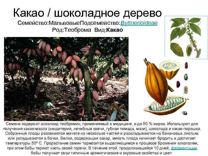  Какао / шоколадное дерево  Семейство: Мальвовые. Подсемейство: Byttnerioideae    Род: