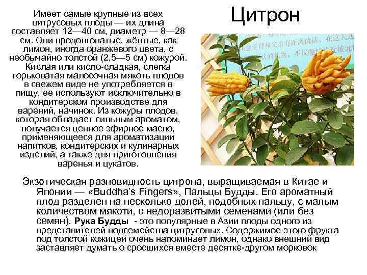   Имеет самые крупные из всех  цитрусовых плоды — их длина 