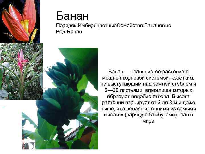       Банан       Порядок: