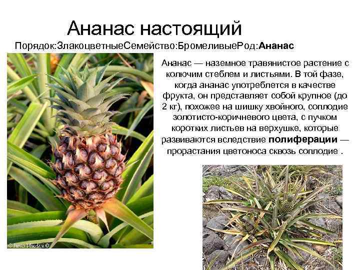    Ананас настоящий Порядок: Злакоцветные. Семейство: Бромеливые. Род: Ананас   