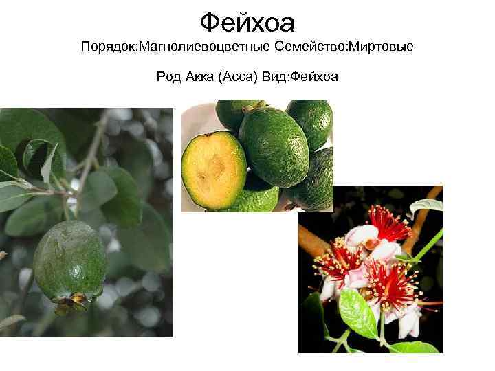     Фейхоа Порядок: Магнолиевоцветные Семейство: Миртовые  Род Акка (Асса) Вид: