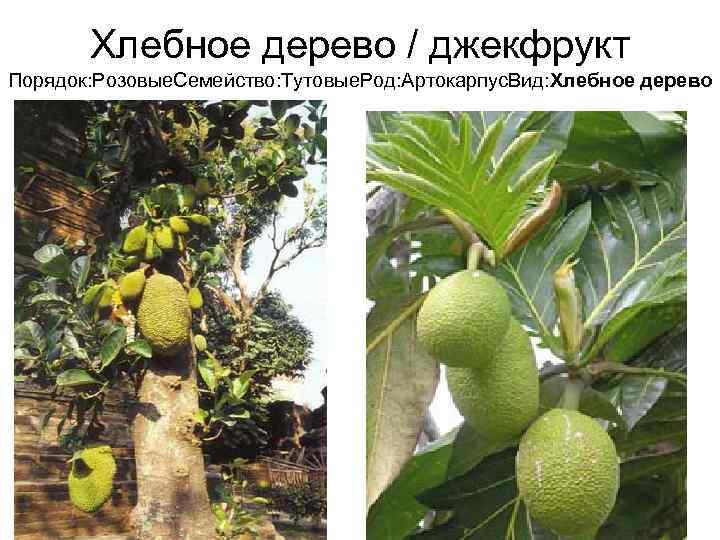   Хлебное дерево / джекфрукт Порядок: Розовые. Семейство: Тутовые. Род: Артокарпус. Вид: Хлебное