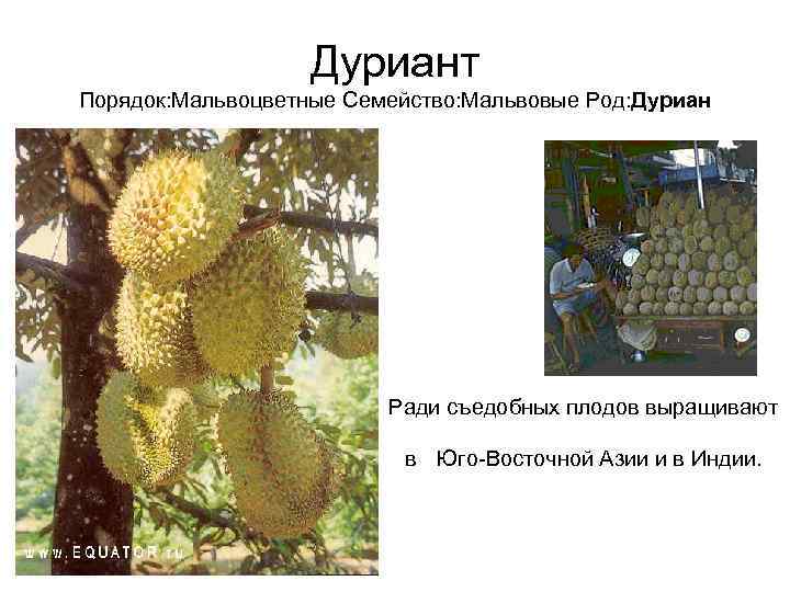     Дуриант Порядок: Мальвоцветные Семейство: Мальвовые Род: Дуриан   