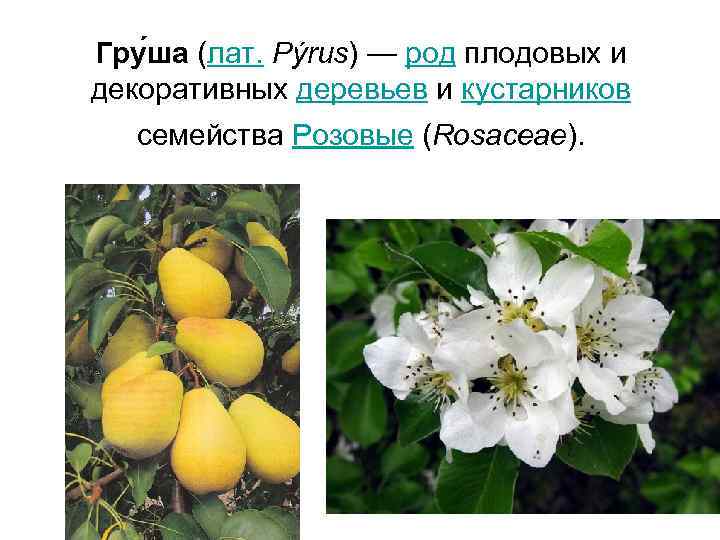 Гру ша (лат. Pýrus) — род плодовых и декоративных деревьев и кустарников семейства Розовые