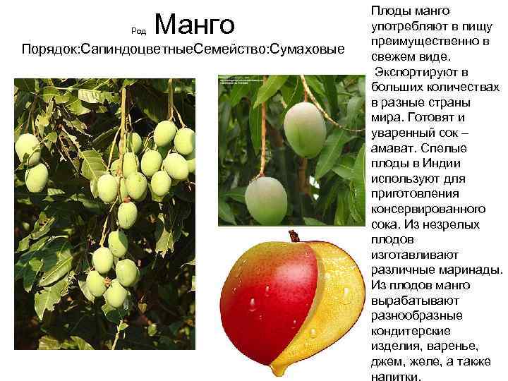 Род плодовых. Манго какого рода. Плод манго. Манго род существительного. Род манго в русском языке.