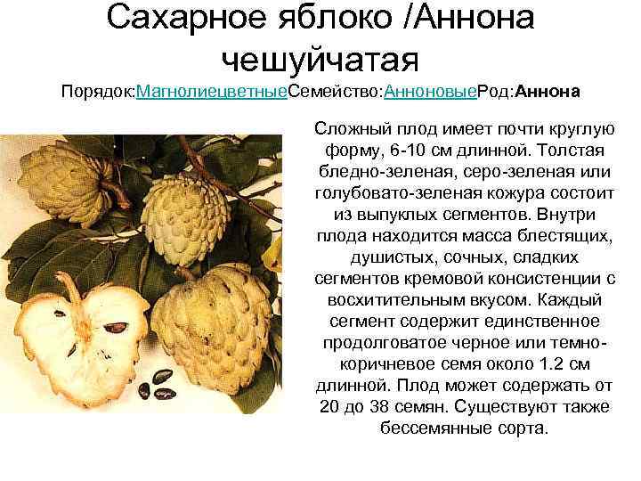  Сахарное яблоко /Аннона  чешуйчатая Порядок: Магнолиецветные. Семейство: Анноновые. Род: Аннона 