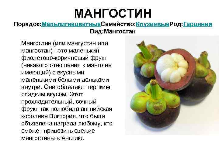     МАНГОСТИН Порядок: Мальпигиецветные. Семейство: Клузиевые. Род: Гарциния   