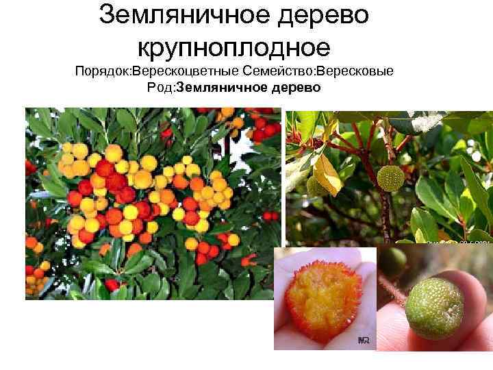   Земляничное дерево крупноплодное Порядок: Верескоцветные Семейство: Вересковые  Род: Земляничное дерево 