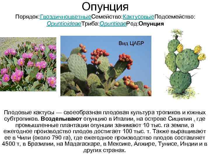       Опунция Порядок: Гвоздичноцветные. Семейство: Кактусовые. Подсемейство:  