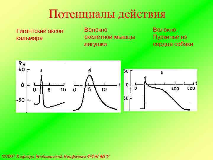    Потенциалы действия Гигантский аксон  Волокно кальмара    скелетной