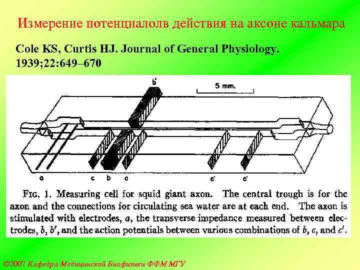   Измерение потенциалолв действия на аксоне кальмара  Cole KS, Curtis HJ. Journal