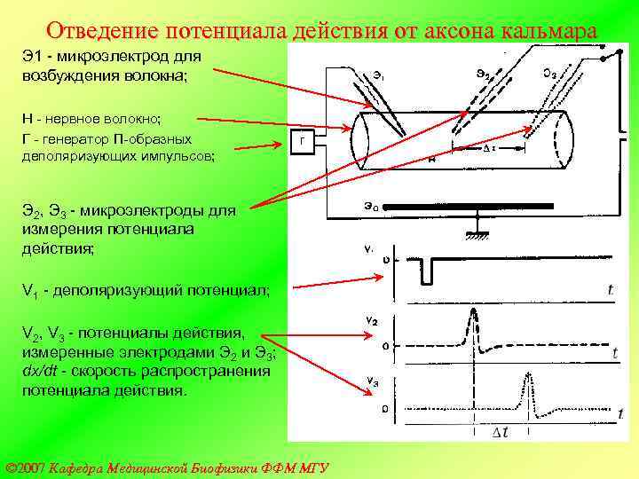  Отведение потенциала действия от аксона кальмара  Э 1 - микроэлектрод для 
