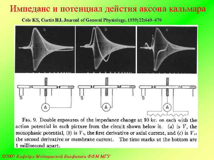   Импеданс и потенциал дейстия аксона кальмара  Cole KS, Curtis HJ. Journal