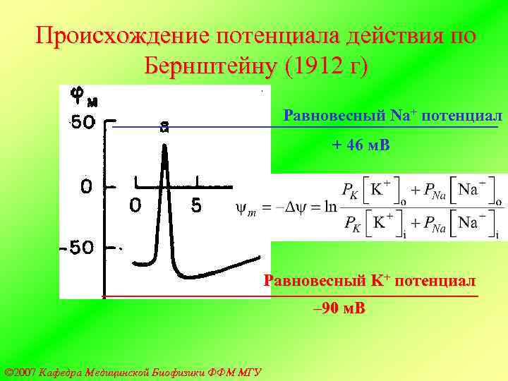  Происхождение потенциала действия по   Бернштейну (1912 г)    