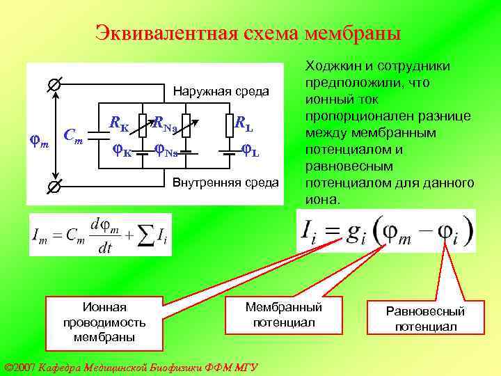 Эквивалентная схема биологической мембраны