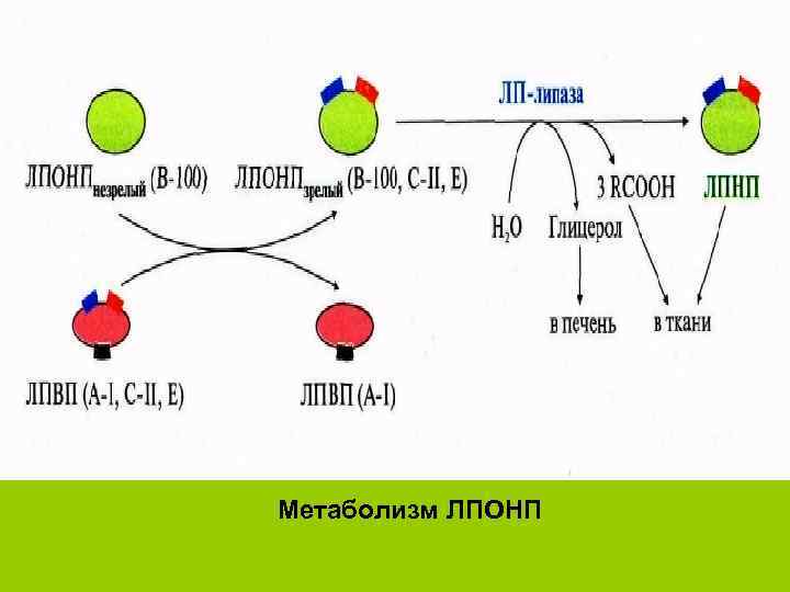 Метаболизм ЛПОНП 