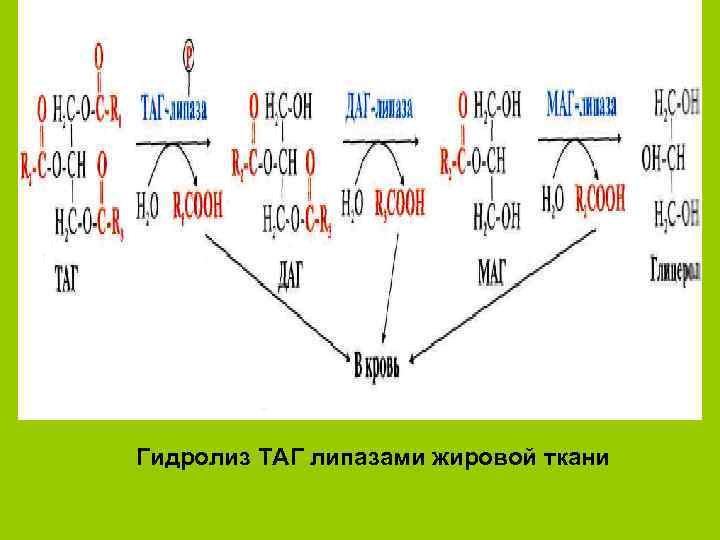 Гидролиз ТАГ липазами жировой ткани 