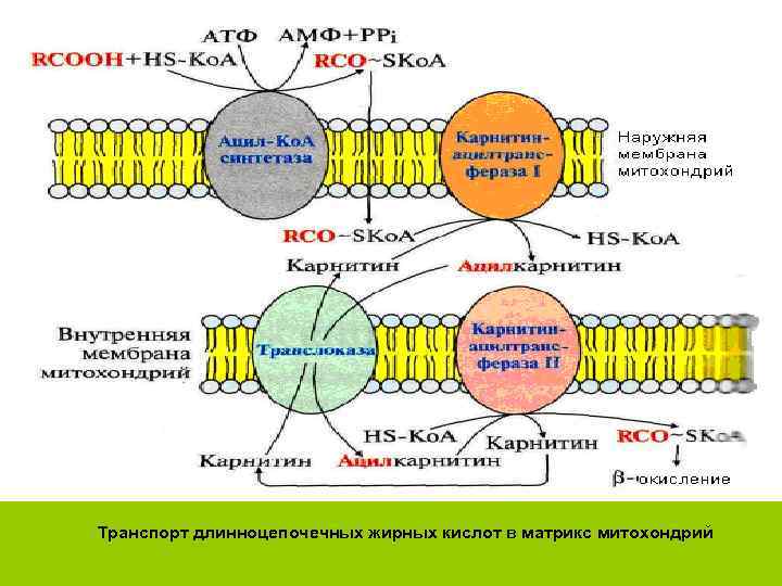 Транспорт длинноцепочечных жирных кислот в матрикс митохондрий 