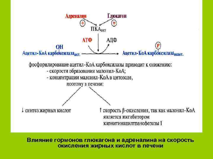 Влияние гормонов глюкагона и адреналина на скорость   окисления жирных кислот в печени