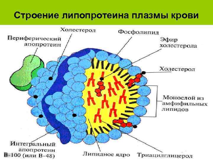 Схема строения липопротеинов