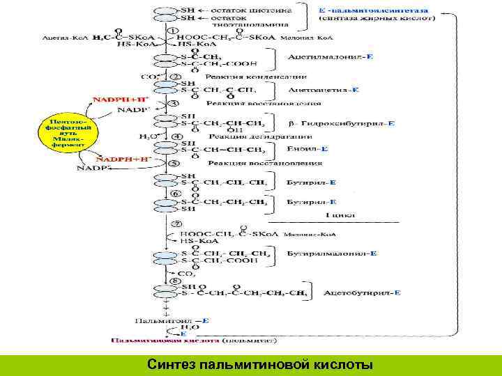 Биосинтез жирных кислот схема