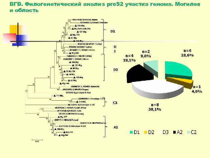 ВГВ. Филогенетический анализ pre. S 2 участка генома. Могилев и область   