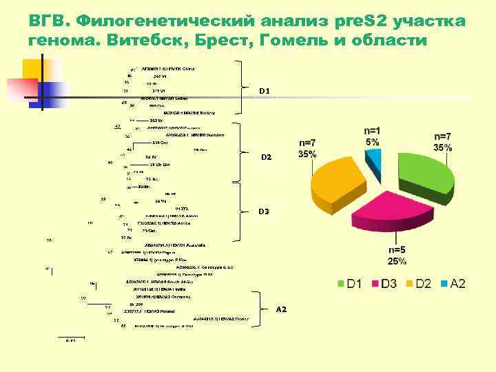 ВГВ. Филогенетический анализ pre. S 2 участка генома. Витебск, Брест, Гомель и области 