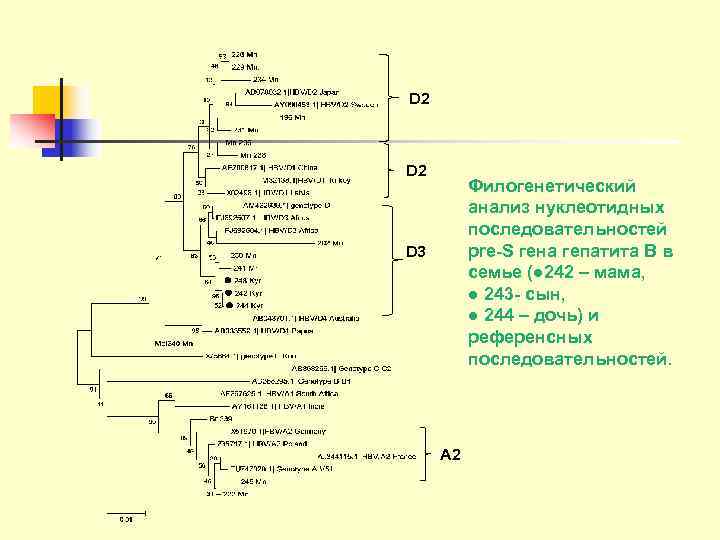 D 2  Филогенетический  анализ нуклеотидных  последовательностей D 3  pre-S гена