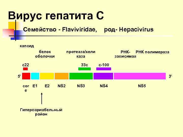 Вирус гепатита С  Семейство - Flaviviridae,   род- Hepacivirus  капсид 