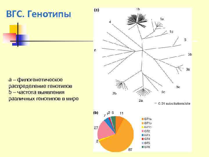 ВГС. Генотипы a – филогенетическое распределение генотипов b – частота выявления различных генотипов в