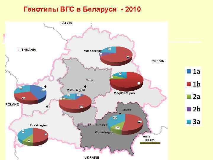 Генотипы ВГС в Беларуси - 2010 