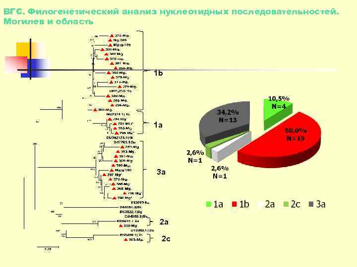ВГС. Филогенетический анализ нуклеотидных последовательностей. Могилев и область      1