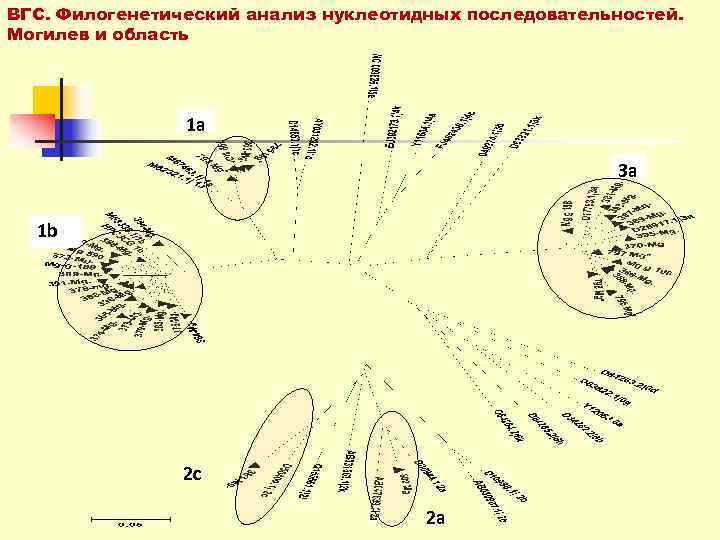 ВГС. Филогенетический анализ нуклеотидных последовательностей. Могилев и область     1 a