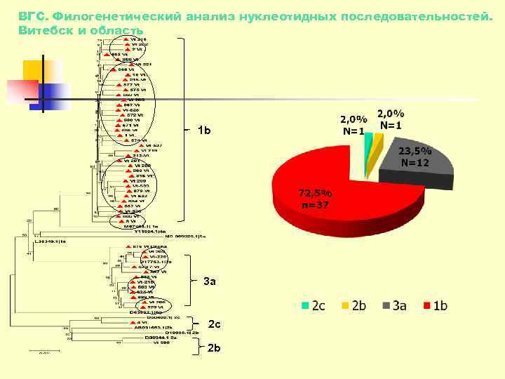 ВГС. Филогенетический анализ нуклеотидных последовательностей. Витебск и область      1
