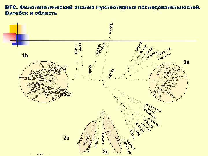 ВГС. Филогенетический анализ нуклеотидных последовательностей. Витебск и область   1 b  