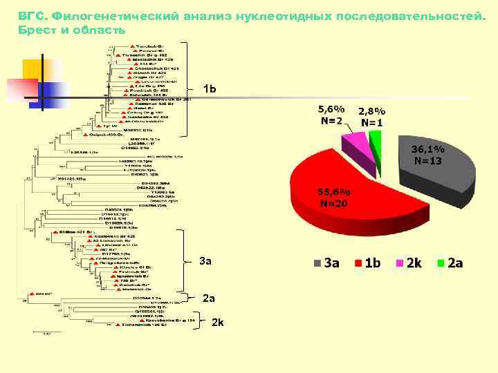 ВГС. Филогенетический анализ нуклеотидных последовательностей. Брест и область     1 b