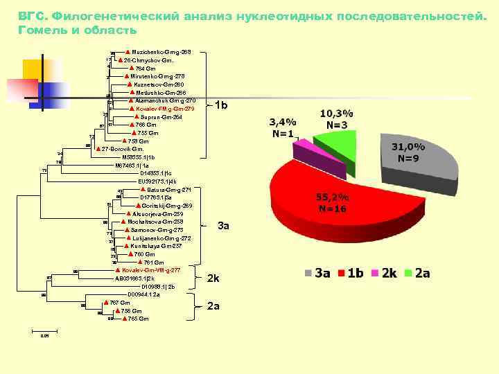 ВГС. Филогенетический анализ нуклеотидных последовательностей. Гомель и область    38  