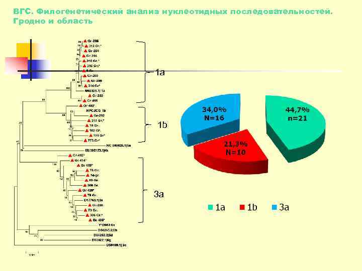ВГС. Филогенетический анализ нуклеотидных последовательностей. Гродно и область      1