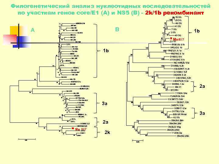 Филогенетический анализ нуклеотидных последовательностей  по участкам генов core/E 1 (А) и NS 5