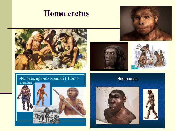 Homo erctus 