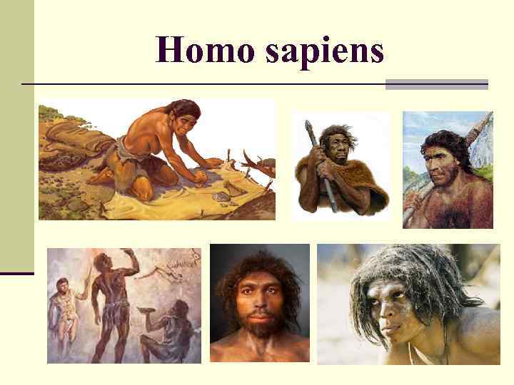 Homo sapiens 