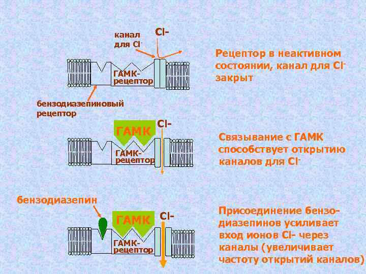    канал Cl-    для Cl-    
