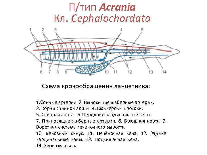   П/тип Acrania  Кл. Cephalochordata  Схема кровообращения ланцетника:  1.