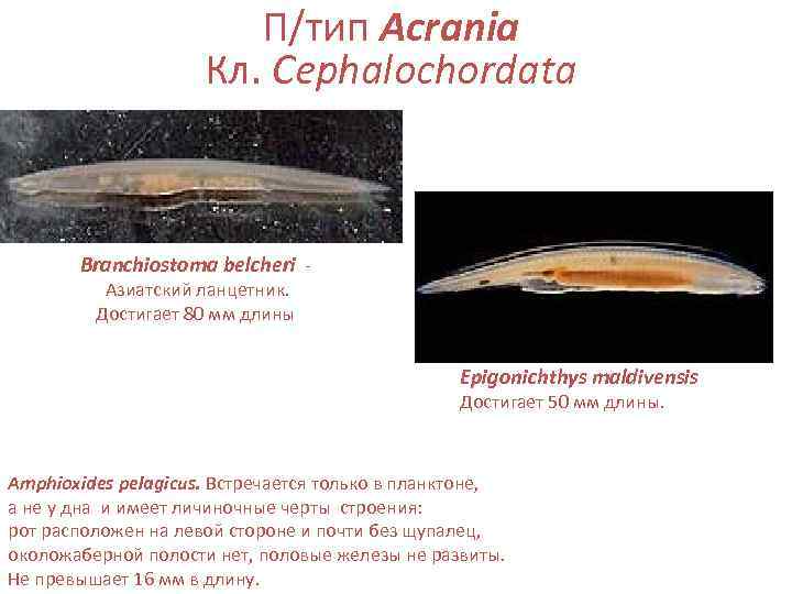     П/тип Acrania     Кл. Cephalochordata  Branchiostoma