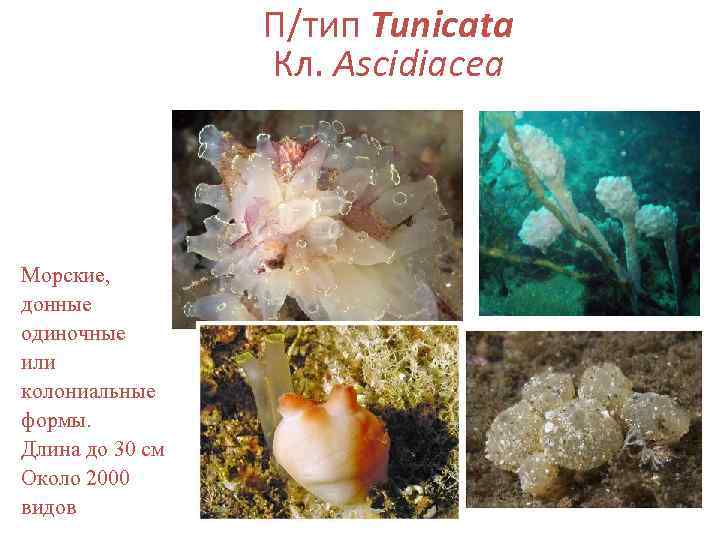    П/тип Tunicata   Кл. Ascidiacea Морские, донные одиночные или колониальные