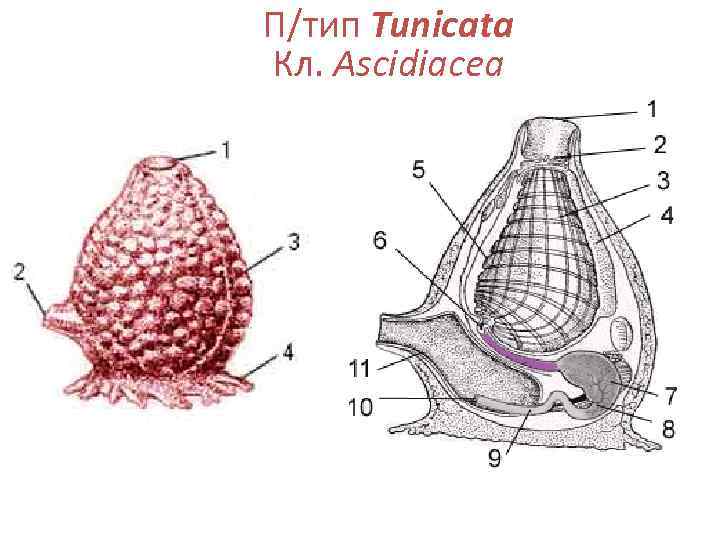 П/тип Tunicata Кл. Ascidiacea 