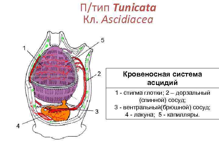 П/тип Tunicata Кл. Ascidiacea  Кровеносная система    асцидий  1 -