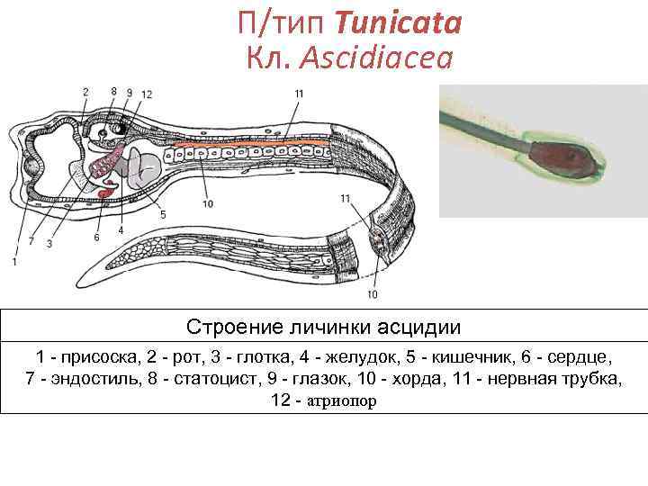      П/тип Tunicata      Кл. Ascidiacea