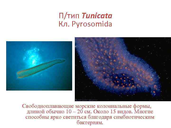    П/тип Tunicata   Кл. Pyrosomida Свободноплавающие морские колониальные формы, 